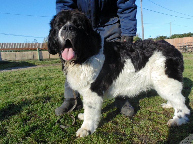 Фото: ньюфаундленд Баффи от Карельских Медведей