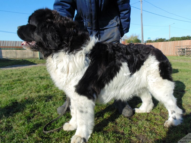 Фото: ньюфаундленд Баффи от Карельских Медведей