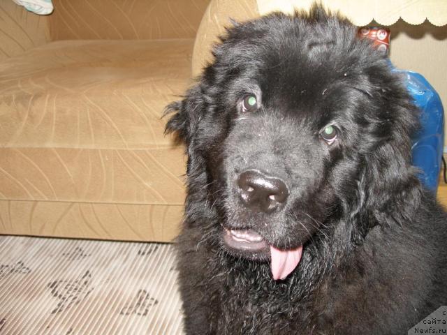 Фото: ньюфаундленд Граф Амур