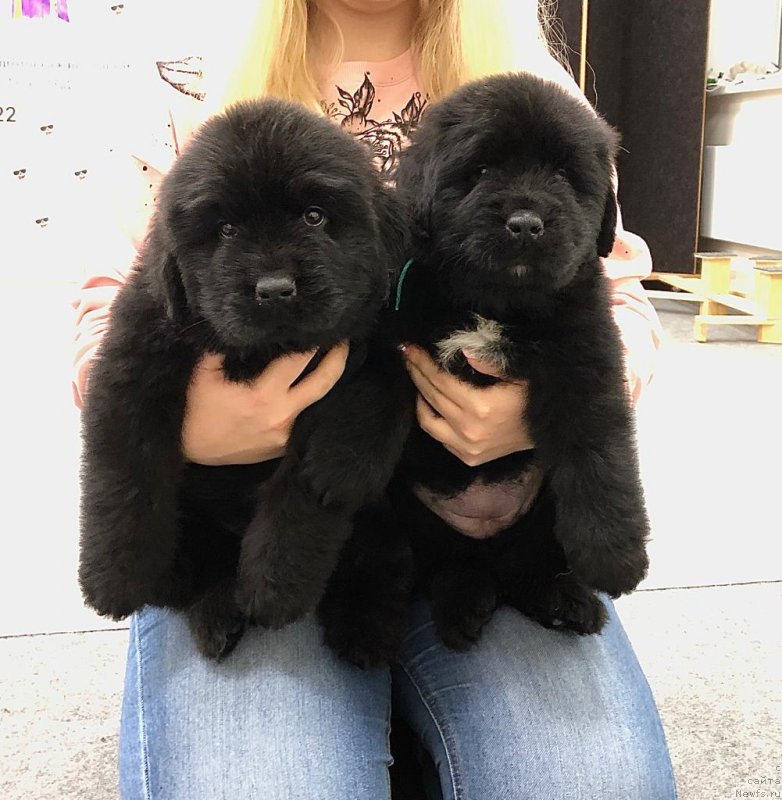 Фото: ньюфаундленд Disoranto Dark Temptation, ньюфаундленд Акватория Келвин Ориджинал Эдишен