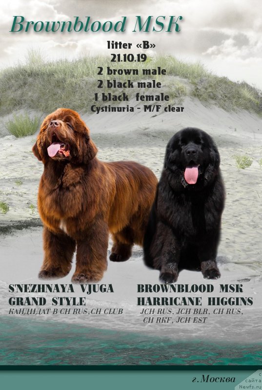 Фото: ньюфаундленд С'Нежная Вьюга Гранд Стайл (S'Nezhnaya Vjuga Grand Style), ньюфаундленд Браунблад МСК Харрикейн Хиггенс (Brownblood MSK Harricane Higgins)