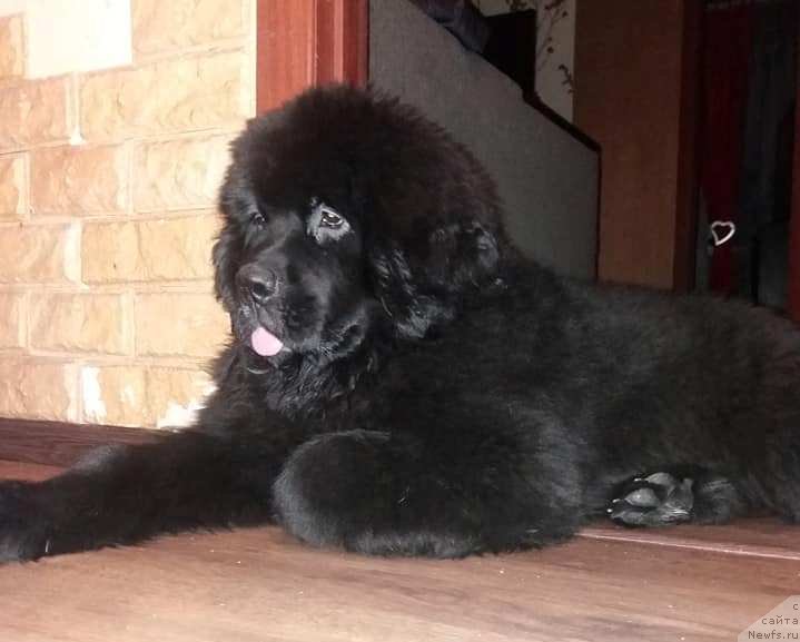 Фото: ньюфаундленд Velyke Malyatko Lyubava Afanas'evna Chernomors'ka