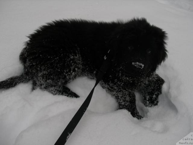 Фото: ньюфаундленд Граф Амур