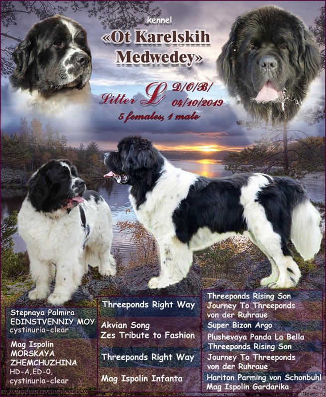 Фото: ньюфаундленд Степная Пальмира Единственный Мой