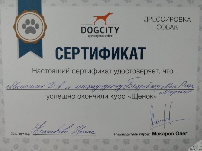 Фото: ньюфаундленд Браунблад МСК Рики Мартин