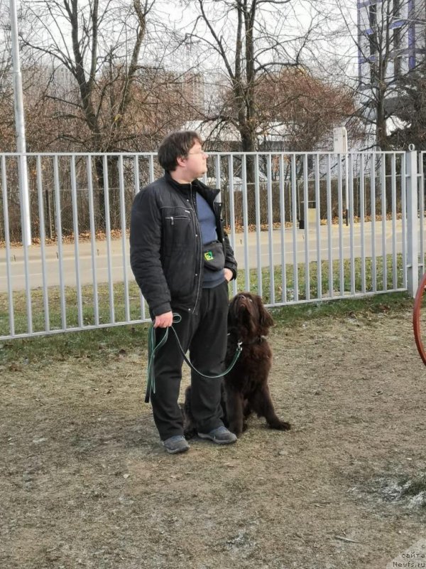 Фото: ньюфаундленд Браунблад МСК Рики Мартин