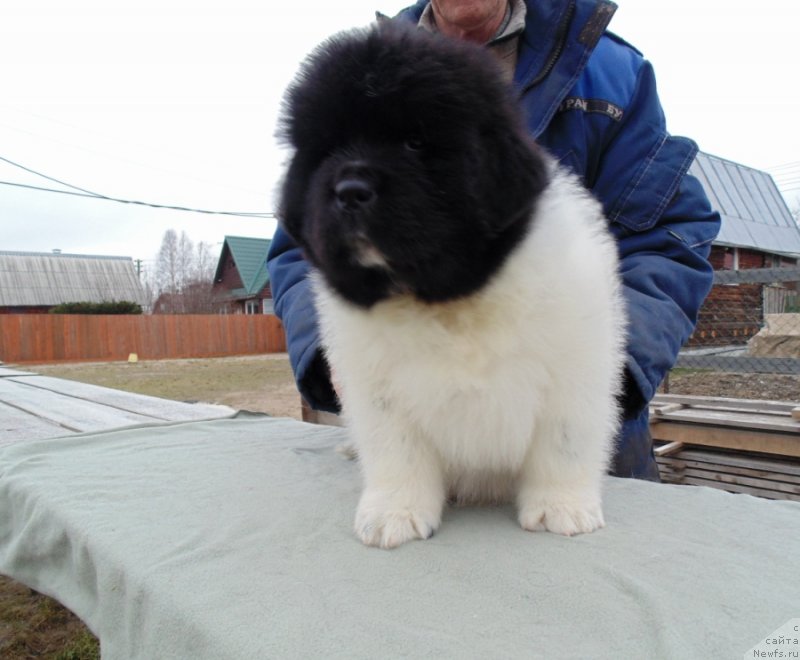 Фото: ньюфаундленд Карху от Карельских Медведей (Karkhu ot  karelskikh Medvedey)