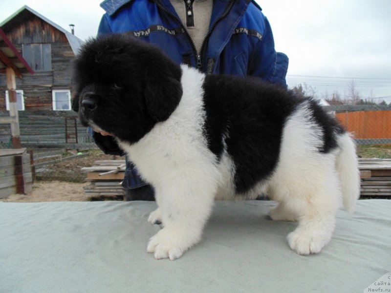 Фото: ньюфаундленд Карху от Карельских Медведей (Karkhu ot  karelskikh Medvedey)