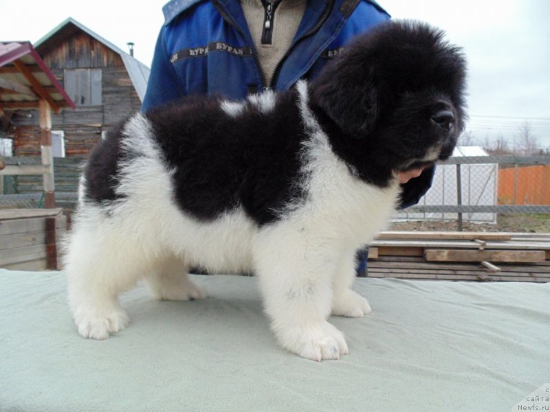 Фото: ньюфаундленд Карху от Карельских Медведей (Karkhu ot  karelskikh Medvedey)