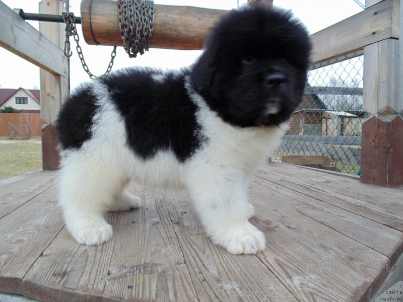 Фото: ньюфаундленд Карху от Карельских Медведей (Karkhu ot  karelskikh Medvedey)