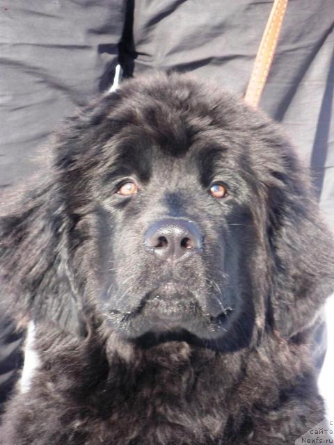 Фото: ньюфаундленд Колдовская Любовь