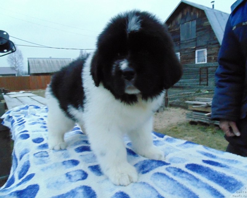 Фото: ньюфаундленд Куженга от Карельских Медведей