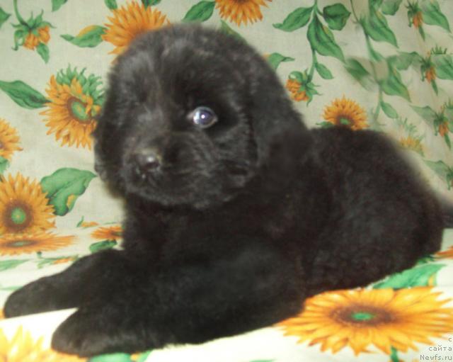 Фото: ньюфаундленд Леди Сан-Ди