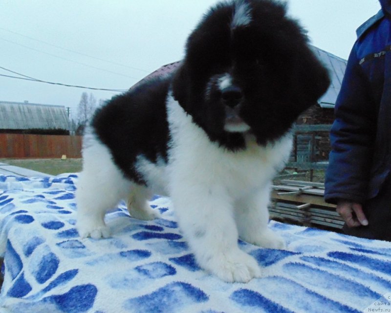 Фото: ньюфаундленд Куженга от Карельских Медведей