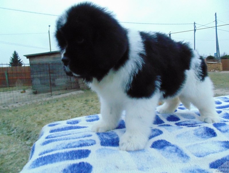 Фото: ньюфаундленд Куженга от Карельских Медведей