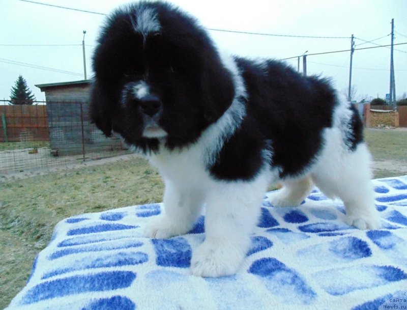 Фото: ньюфаундленд Куженга от Карельских Медведей