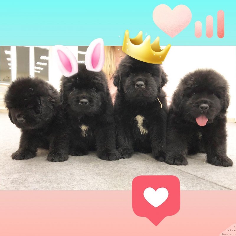 Фото: ньюфаундленд Акватория Келвин Ориджинал Эдишен, ньюфаундленд Disoranto Dark Temptation