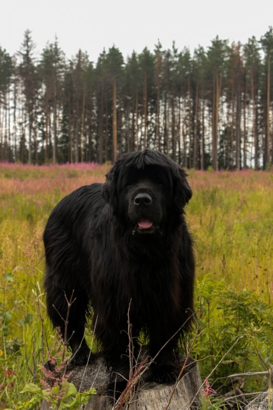 Фото: ньюфаундленд Донатс Прайд Бэт Мидлер