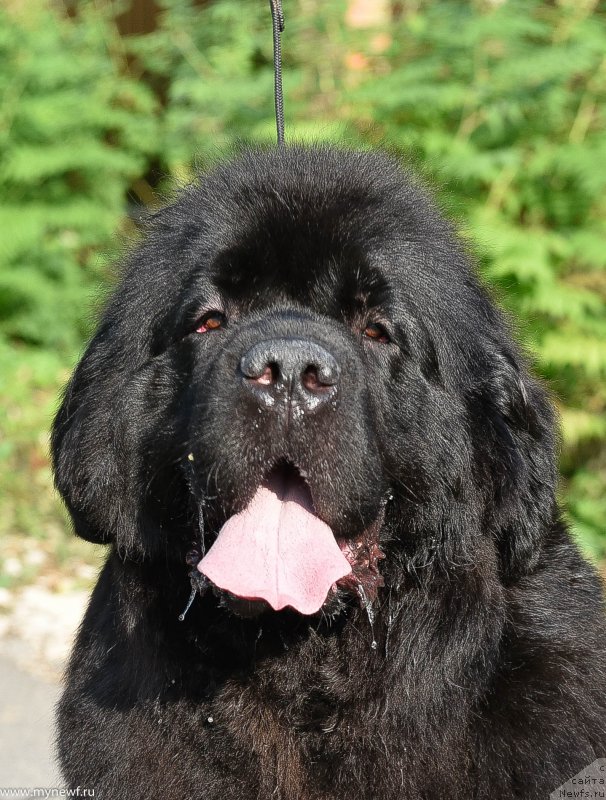 Фото: ньюфаундленд Сент Джонс Мейд ин Руссия (Sent Djons Made in Russia)