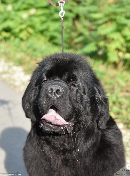 Фото: ньюфаундленд Сент Джонс Мейд ин Руссия (Sent Djons Made in Russia)