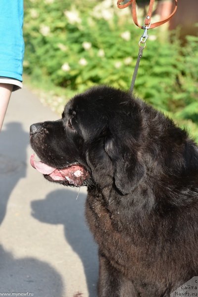 Фото: ньюфаундленд Сент Джонс Мейд ин Руссия (Sent Djons Made in Russia)