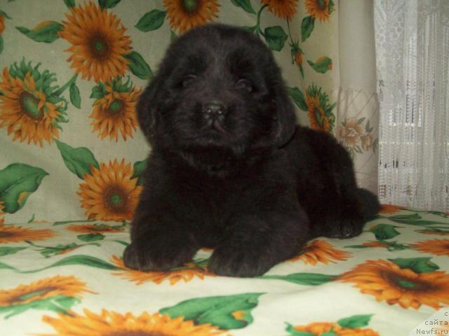 Фото: ньюфаундленд Леди Сан-Ди