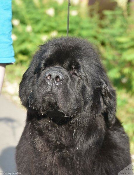 Фото: ньюфаундленд Сент Джонс Мейд ин Руссия (Sent Djons Made in Russia)