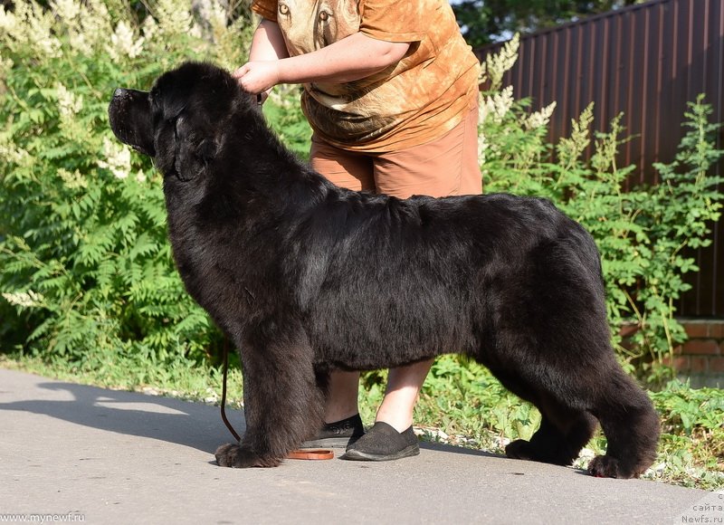 Фото: ньюфаундленд Сент Джонс Мейд ин Руссия (Sent Djons Made in Russia)