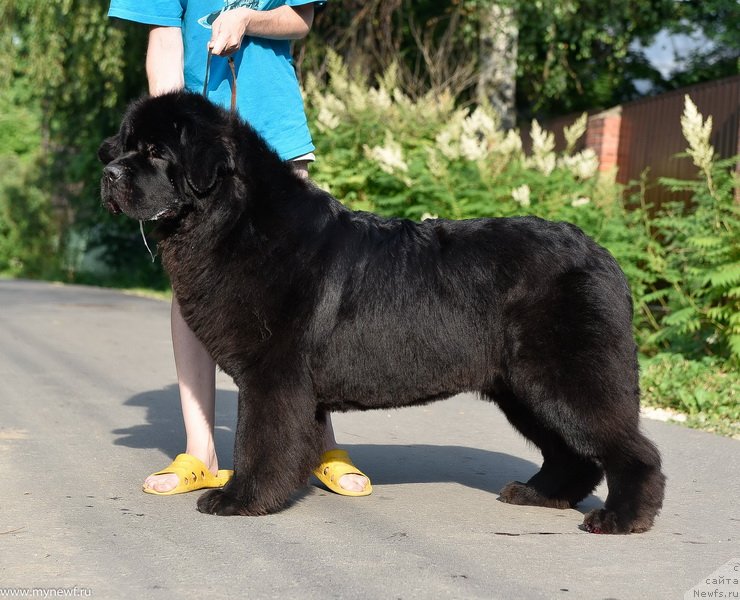 Фото: ньюфаундленд Сент Джонс Мейд ин Руссия (Sent Djons Made in Russia)