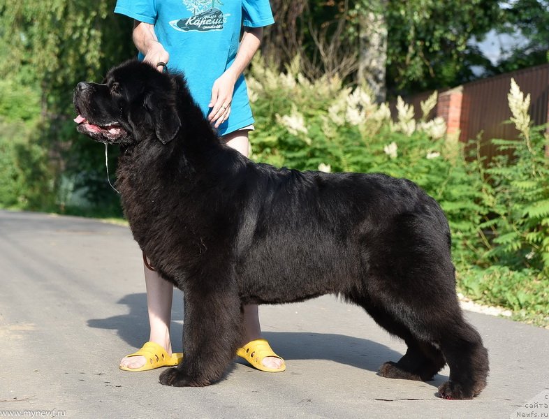 Фото: ньюфаундленд Сент Джонс Мейд ин Руссия (Sent Djons Made in Russia)