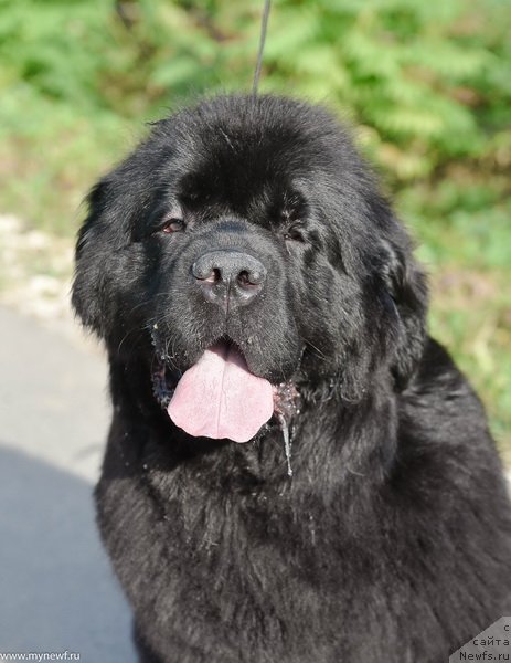 Фото: ньюфаундленд Сент Джонс Мейд ин Руссия (Sent Djons Made in Russia)