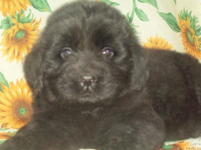 Фото: ньюфаундленд Любимый Ловелас