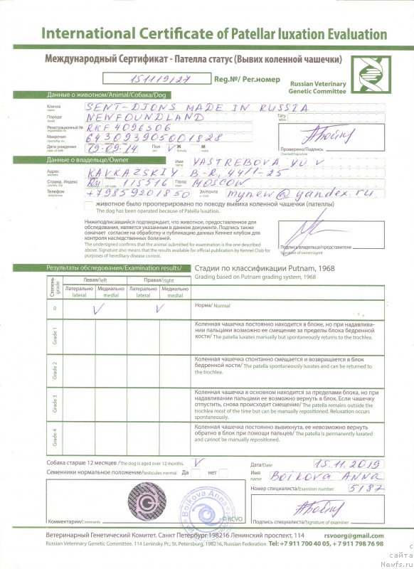 Фото: ньюфаундленд Сент Джонс Мейд ин Руссия (Sent Djons Made in Russia)