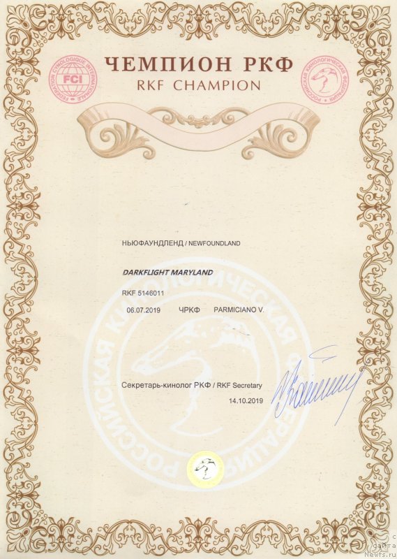 Фото: ньюфаундленд Даркфлайт Мэриленд (Darkflight Maryland)