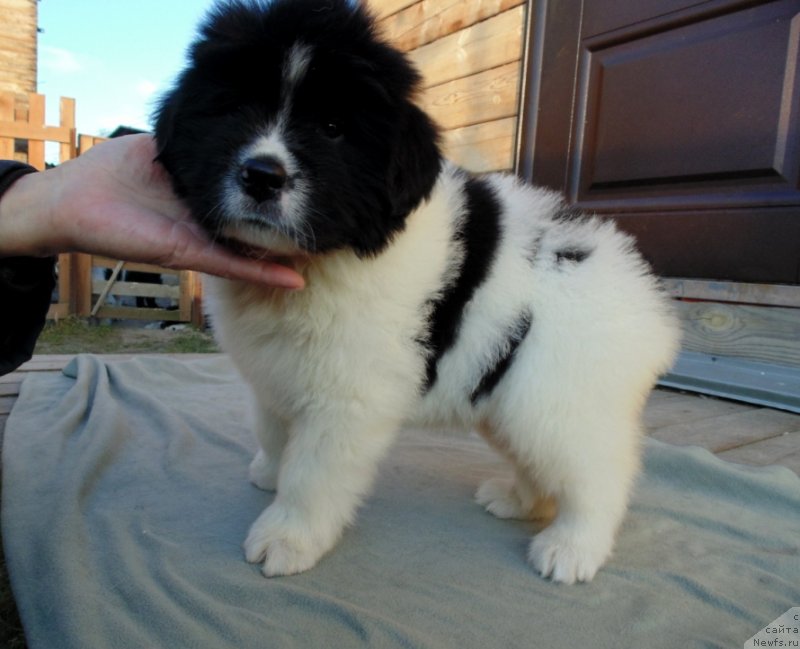 Фото: ньюфаундленд Ладога от Карельских Медведей