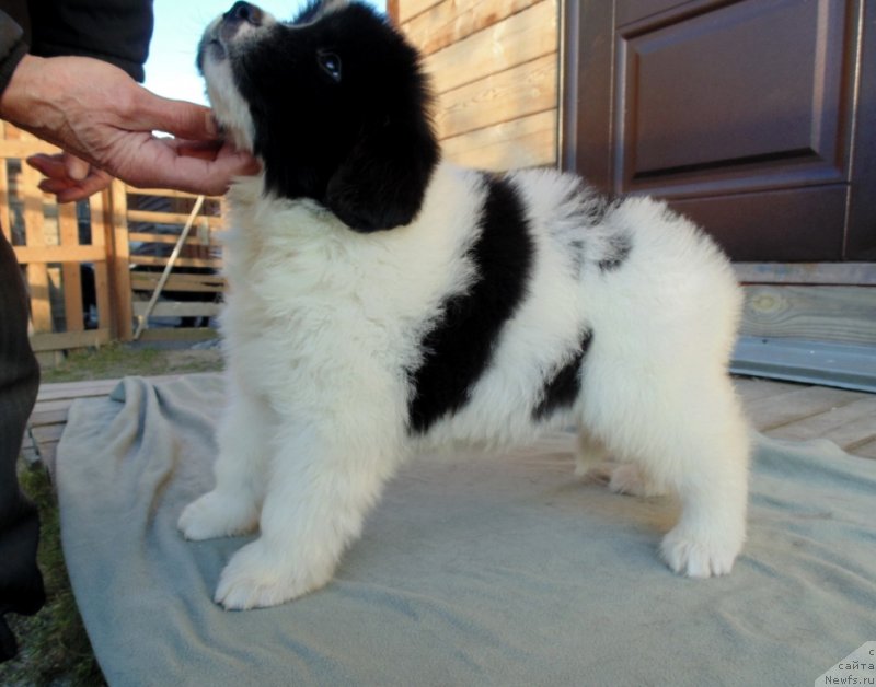 Фото: ньюфаундленд Ладога от Карельских Медведей