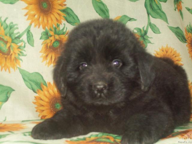 Фото: ньюфаундленд Любимый Ловелас