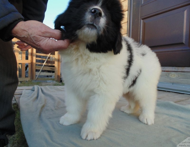 Фото: ньюфаундленд Ладога от Карельских Медведей