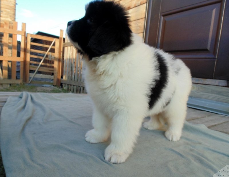 Фото: ньюфаундленд Ладога от Карельских Медведей