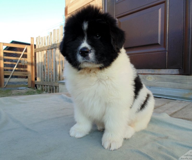 Фото: ньюфаундленд Ладога от Карельских Медведей