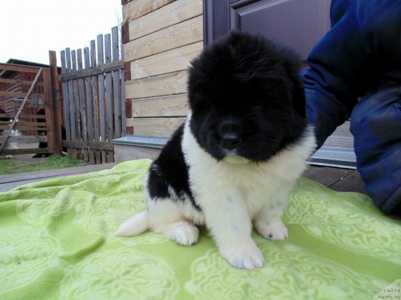 Фото: ньюфаундленд Ляскеля от Карельских Медведей