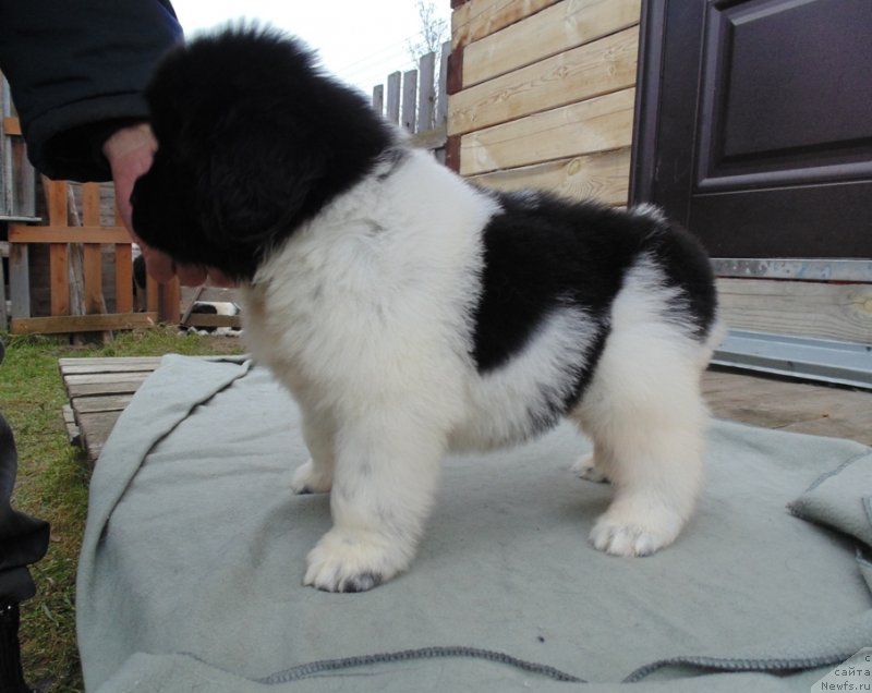 Фото: ньюфаундленд Лапландия от Карельских Медведей