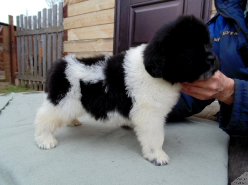 Фото: ньюфаундленд Лапландия от Карельских Медведей