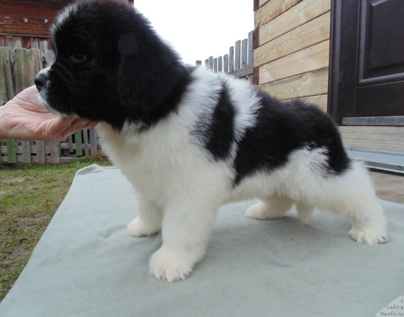 Фото: ньюфаундленд Латвасьюр от Карельских Медведей