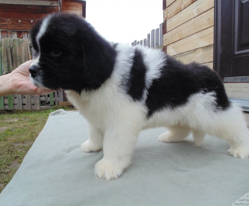 Фото: ньюфаундленд Латвасьюр от Карельских Медведей