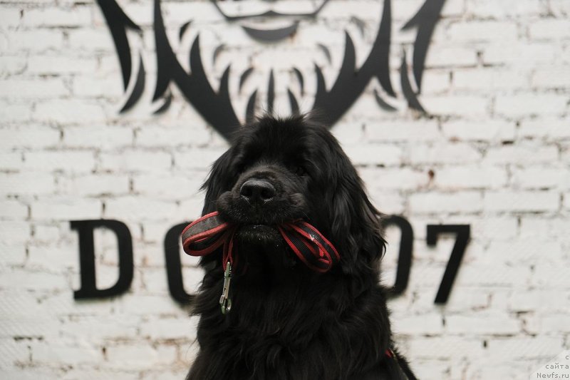 Фото: ньюфаундленд Донатс Прайд Бэт Мидлер