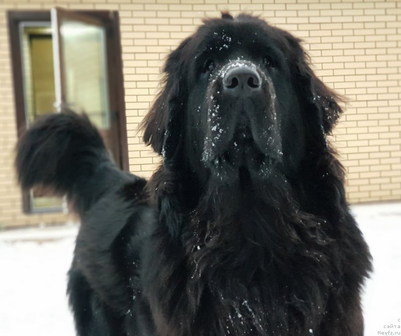 Фото: ньюфаундленд Лаской Согревающая Лаика (Laskoy Sogrevayuschaya Laika)