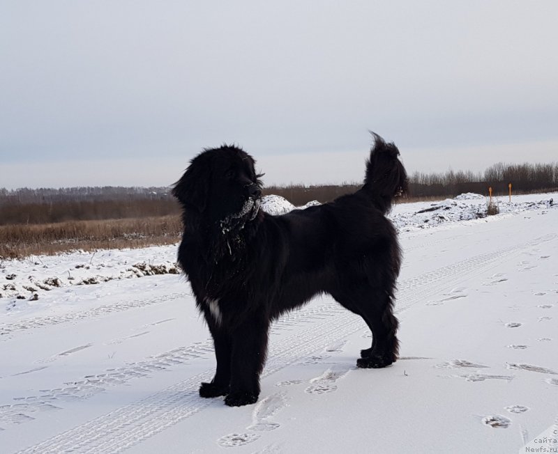 Фото: ньюфаундленд Лаской Согревающая Лаика (Laskoy Sogrevayuschaya Laika)
