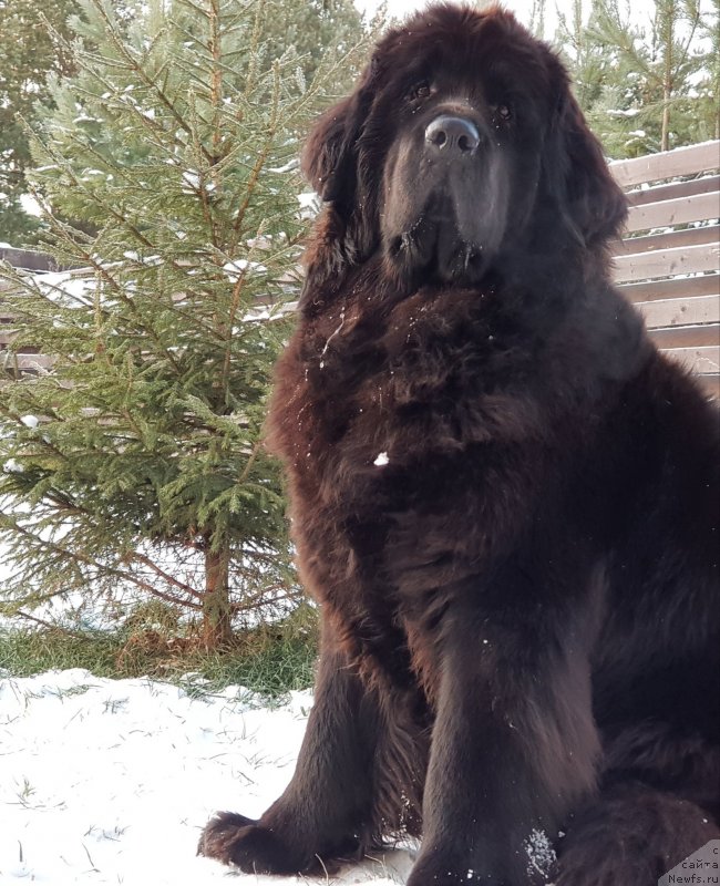 Фото: ньюфаундленд Любезная Нежная Лаура (Lyubeznaya Nezhnaya Laura)