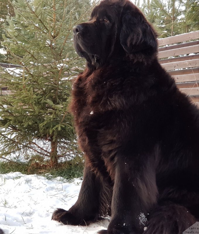 Фото: ньюфаундленд Любезная Нежная Лаура (Lyubeznaya Nezhnaya Laura)